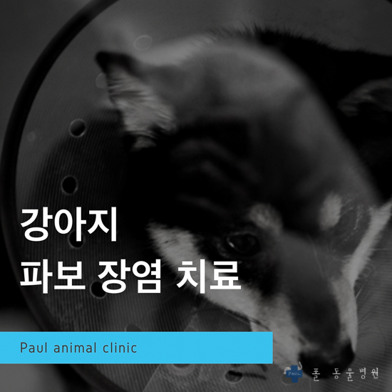  강아지 파보 장염(파보 바이러스) 치료 & 성남 분당 24시 폴 동물병원