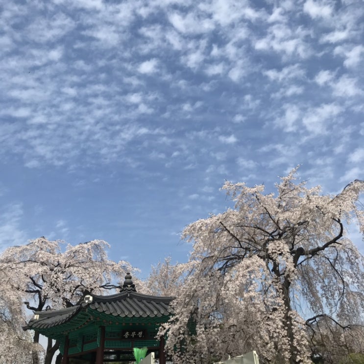  Cherry Blossoms