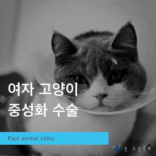  고양이 최소절개 중성화 수술 & 폴 동물병원(24시, 분당, 성남, 판교, 정자동)