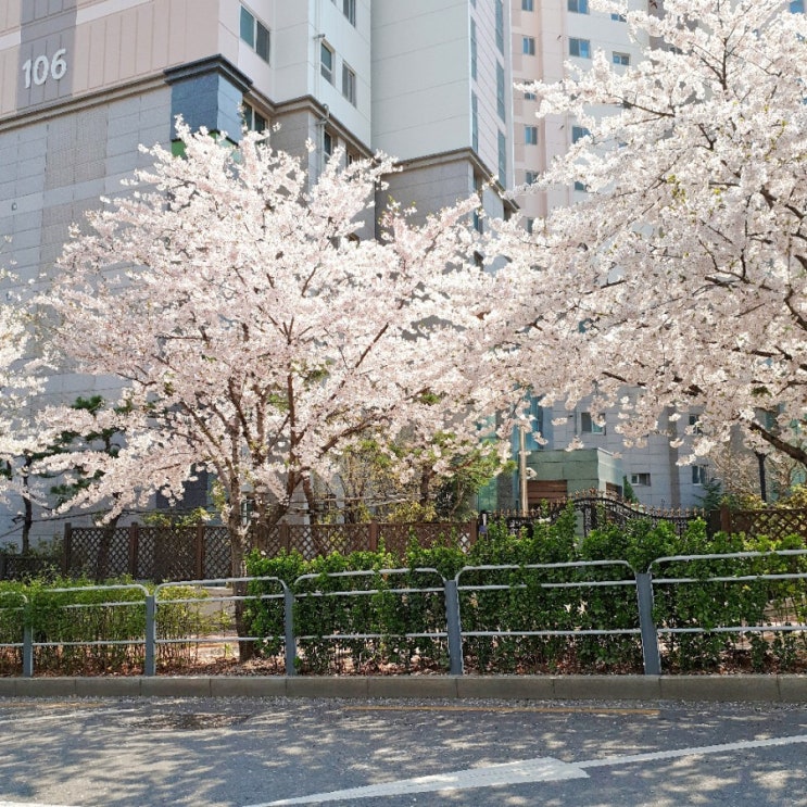  꽃피는 4월, 일상기록