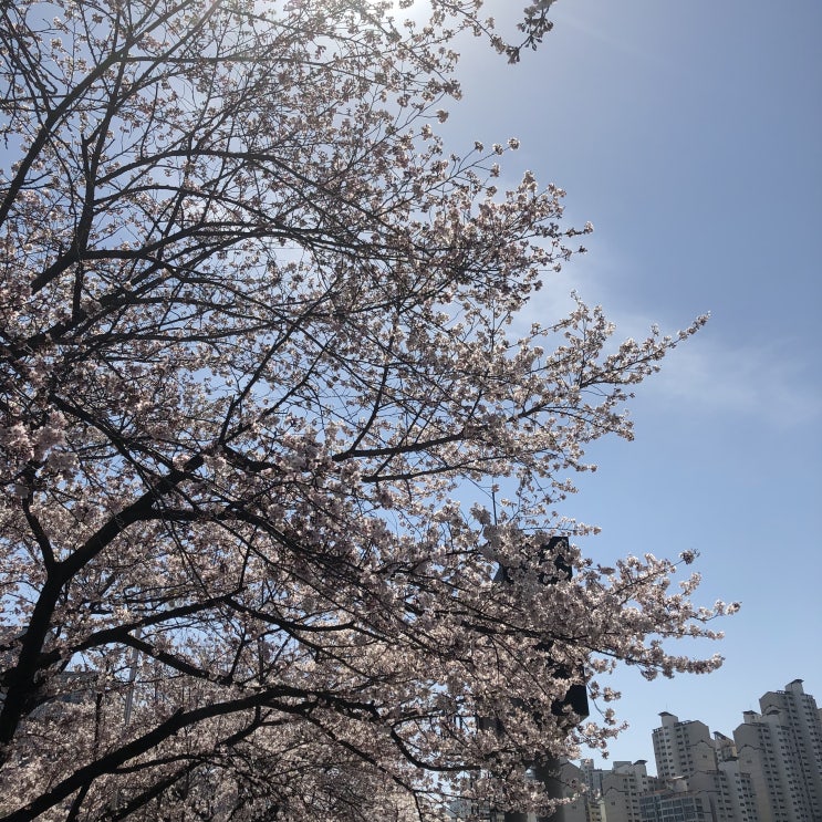  일상 : 4월 2주