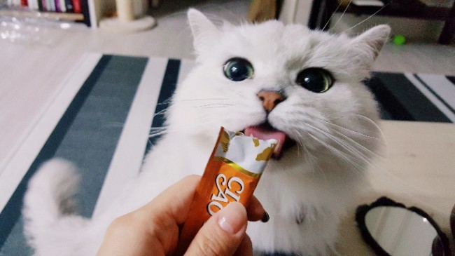 120만 고양이 홀린 '츄르' 많이 먹어도 되나요? : 네이버 블로그
