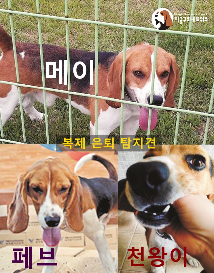  실험실에 있는 복제 탐지견들 구조가 제일 시급합니다(청와대 국민청원)