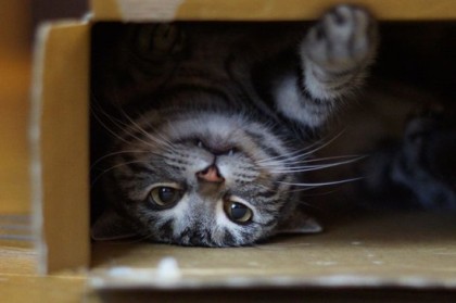 응석꾸러기가 되는 고양이는? : 네이버 블로그