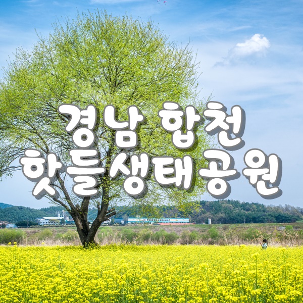  합천에서 유채꽃을 만날수 있는 핫들생태공원