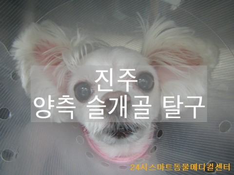  [은평구 동물병원] 진주 양측 슬개골 탈구 : 스마트 동물메디컬센터
