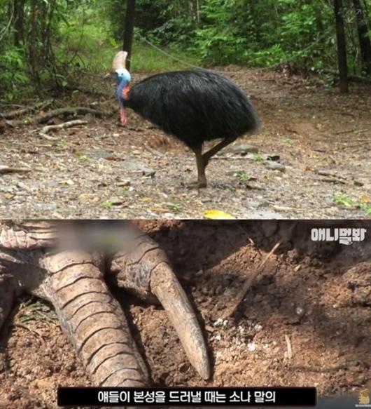 거대 조류' 화식조 넘어진 틈에 공격  발톱10cm 몸무게 60kg 사육사 살해 사고