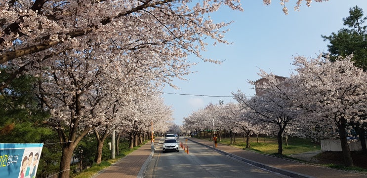  아산벚꽃명소/벚꽃놀이 : 순천향대학교 벚꽃 정말 예뻐요~!