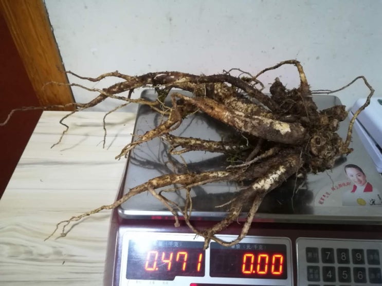  백두산 장생도라지 산도라지 야생도라지 올려봅니다