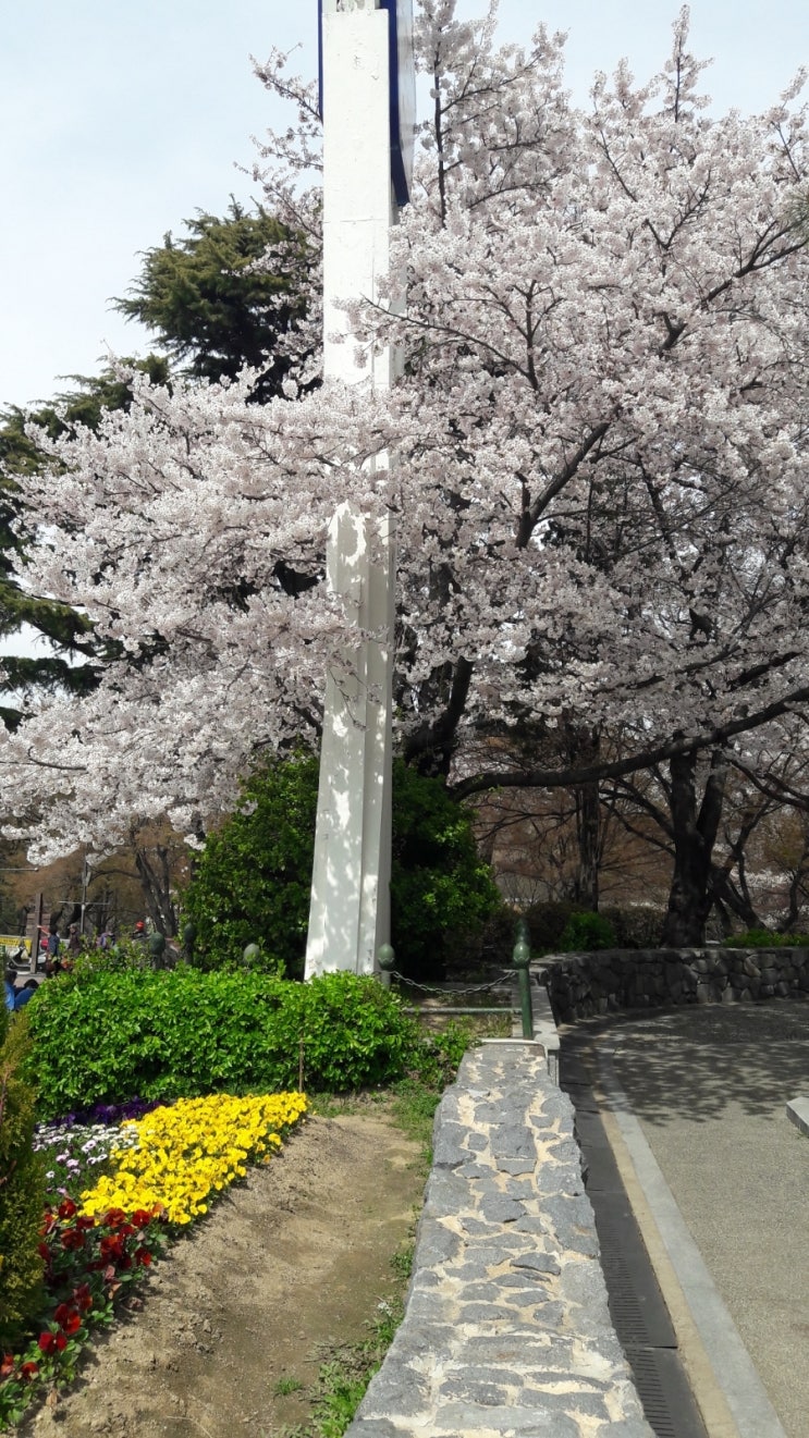  벚꽃 보고가실게요.^^