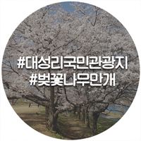  가평 벚꽃명소 대성리역 벚꽃 활짝 늦은 꽃구경 두루와~