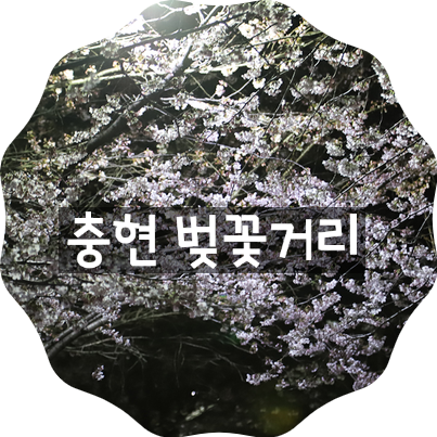  하윤이네 일상 ) 충훈 벚꽃거리 다녀오던 날