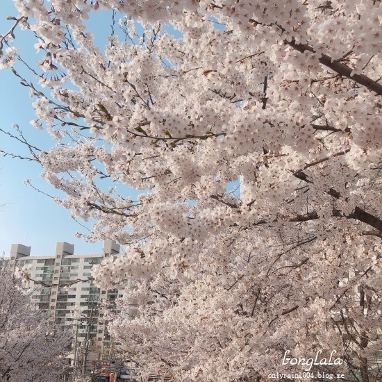  벚꽃 (수봉공원, 수봉도서관)