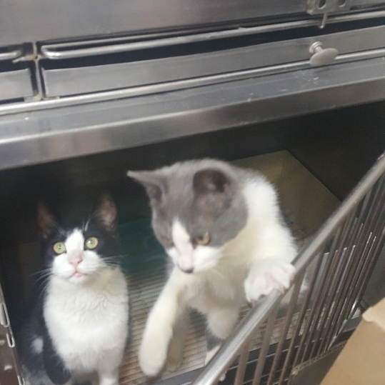  FIP : 고양이 전염성 복막염