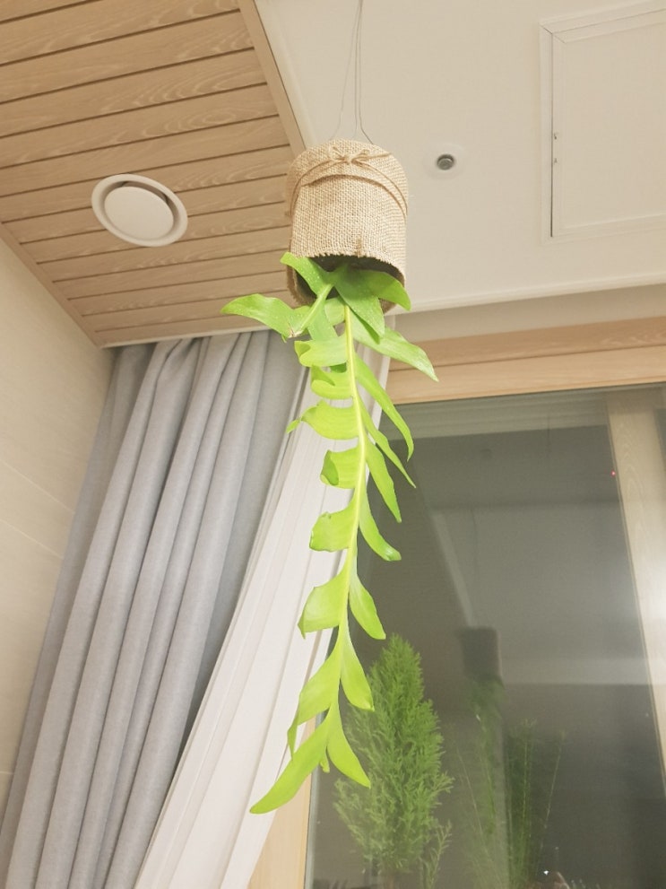  바가지 씌여서 사도 좋다 '크리소카디움'