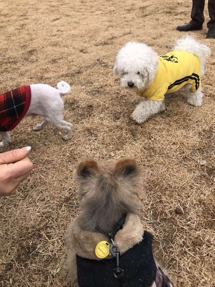 말티츄 꼬까미, 포메라니안 윌슨, 비숑 브루스  :) 삼총사 결성한 날 ㅋㅋ