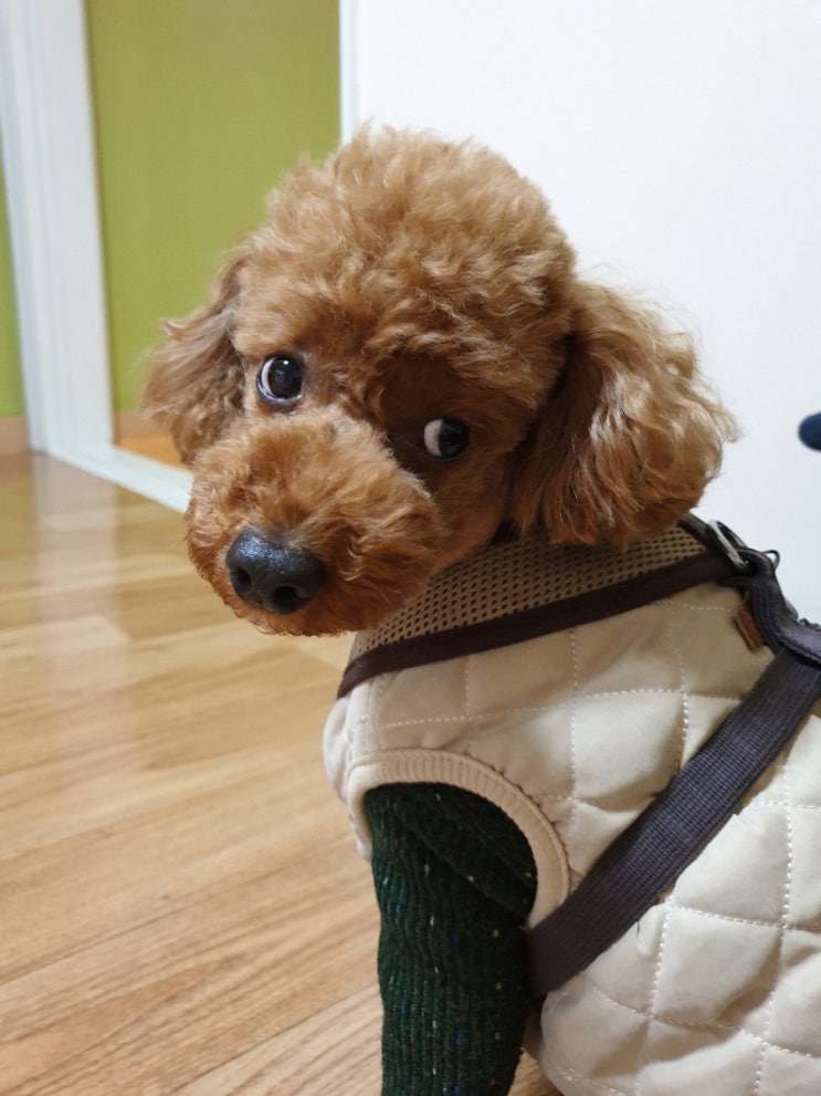  양평 한화 리조트 애견동반 1박 2일 여행