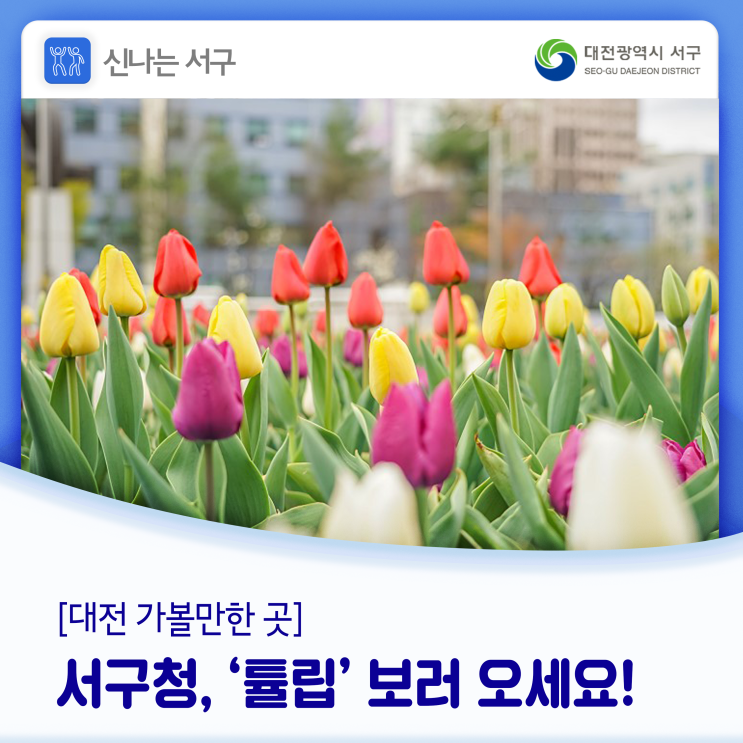  서구청, '튤립' 보러 오세요~~