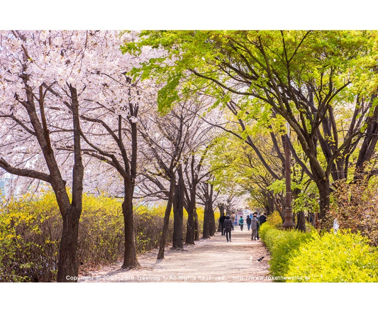  안양천 벚꽃길 여섯번째, 구일역에서 안양교까지