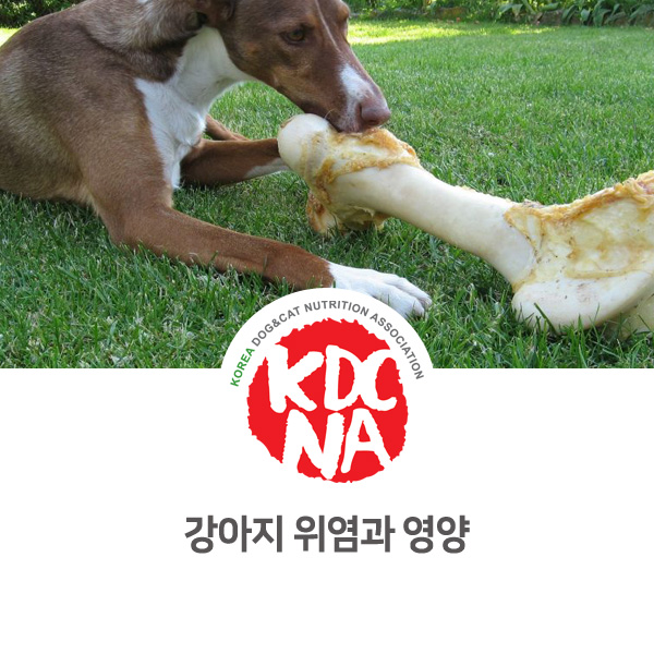 [강아지 고양이 영양 정보] 반려동물 위염 식이관리 알아보기_85