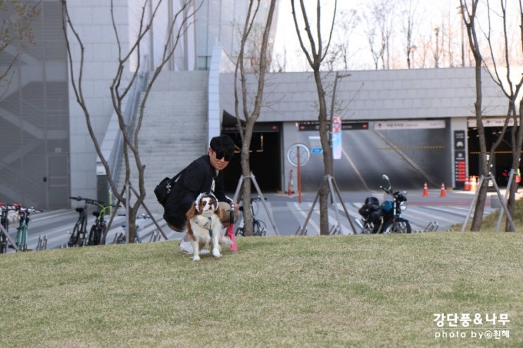  하남 스타필드 애견동반 아이린 보고왔지요!