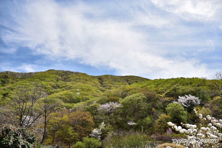  경주 토함산 야생화산행