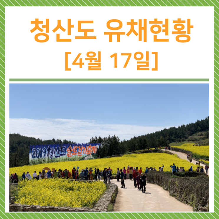  [4월 17일] 유채꽃 현황