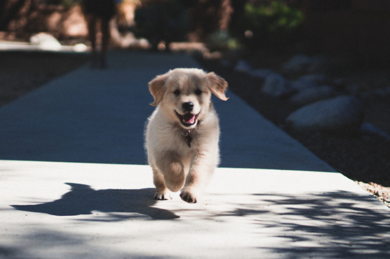 귀여운 아기 강아지 사진 모음 : 네이버 블로그