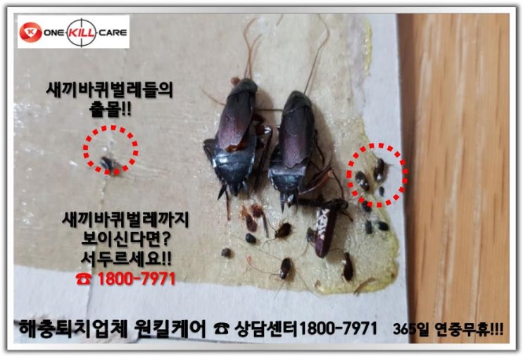  포항바퀴벌레퇴치가격 가성비짱!! 포항바퀴벌레퇴치업체는 역시 원킬케어