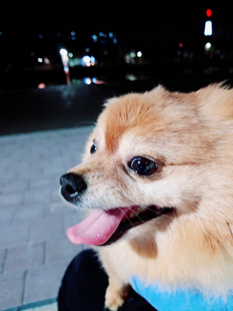  땡구랑 산책!