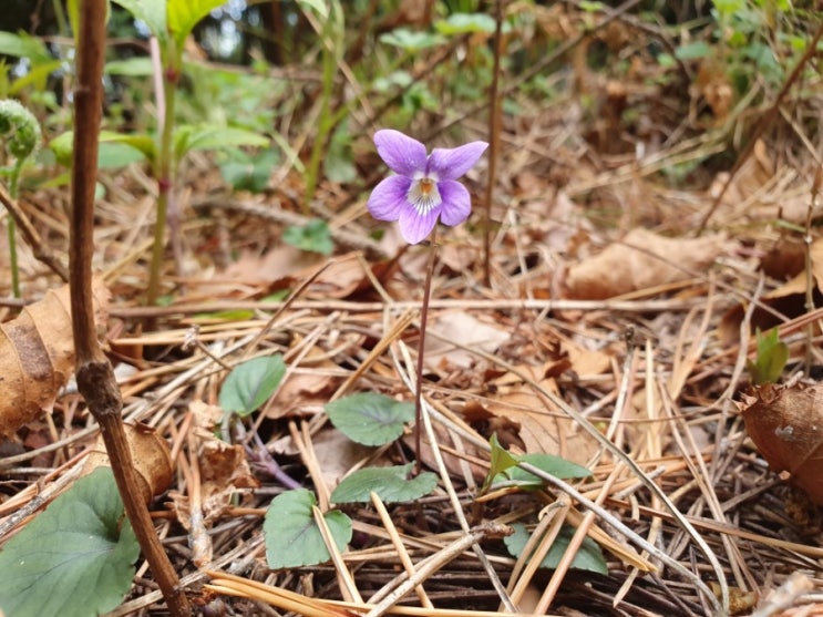  청산도에서 만난 긴잎제비꽃~(2019.04.16)