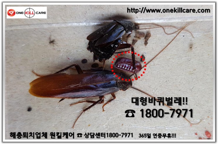  영천바퀴벌레퇴치가격 가성비짱!! 영천바퀴벌레퇴치업체는 역시 원킬케어