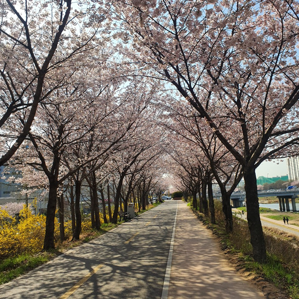  2019년 벚꽃도 이제 지나가네요ㅜ