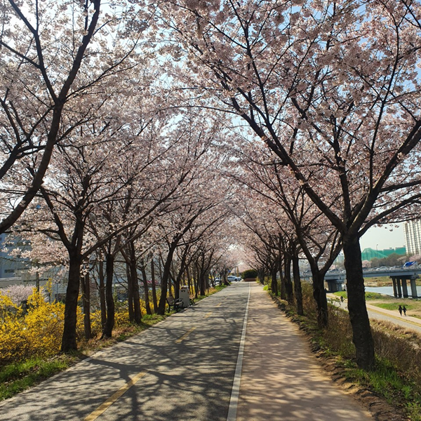 2019년 벚꽃도 이제 지나가네요ㅜ