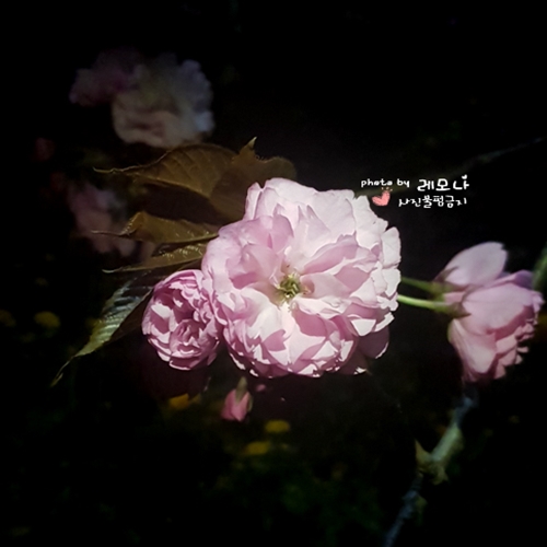  전주 완산꽃동산 겹벚꽃 개화상황 4월 17일
