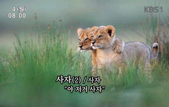  뇌동매매 뜻 흑우들의 패시브