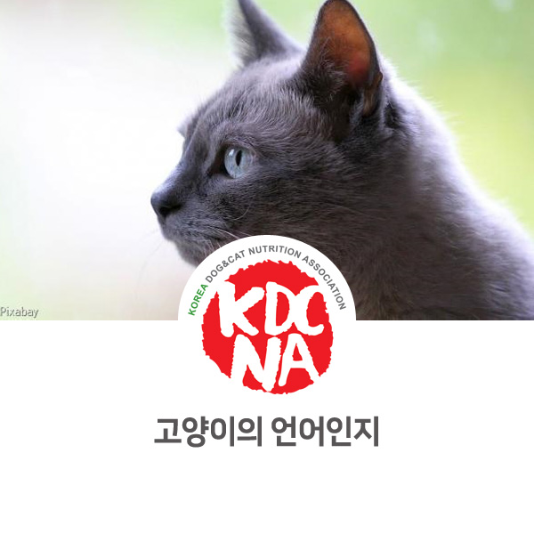 [반려동물 정보 뉴스] 고양이의 언어 인지 능력_17