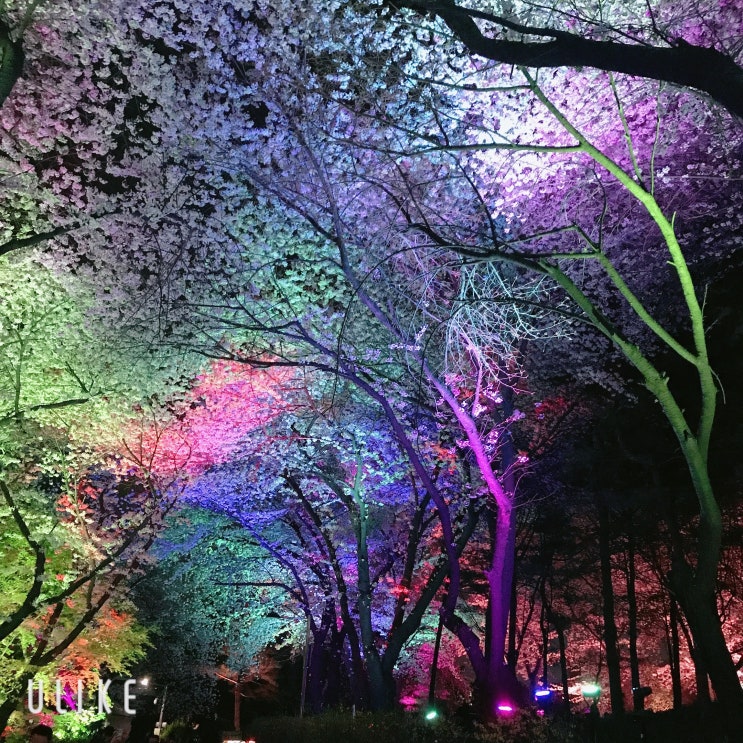  인천 자유공원 벚꽃 만개 야간 꽃구경 가볼만한곳 추천