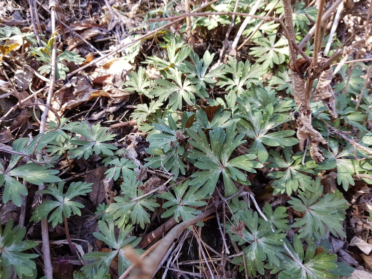  초오효능 부작용 알아보기!