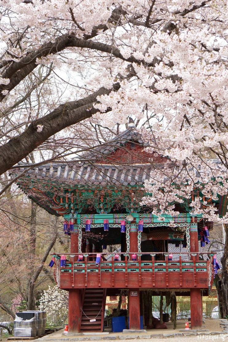  [공주 여행] 마곡사 산사음악회와 갑사 황매화축제, 벚꽃이 핀 봄