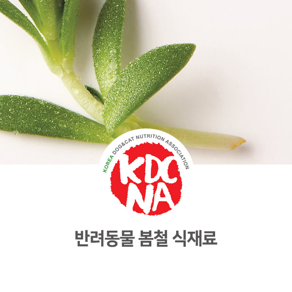  [강아지 고양이 영양 정보] 반려동물 봄철 펫푸드 식재료 소개_84