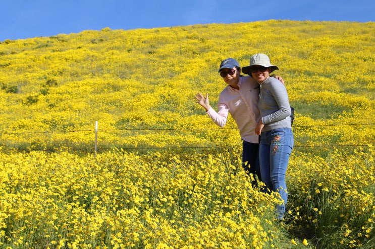  카리조플레인(Carrizo Plain) 준국립공원의 노란 야생화 언덕과 샌안드레아스 단층(San Andreas Fault)