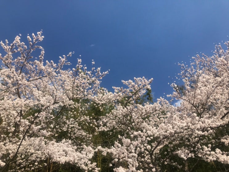 4월 한 달 나의 일상 / 부산 아홉산숲 , 마조네, 안다르, 뮬라웨어, 부디무드라 요가! 나마스떼!