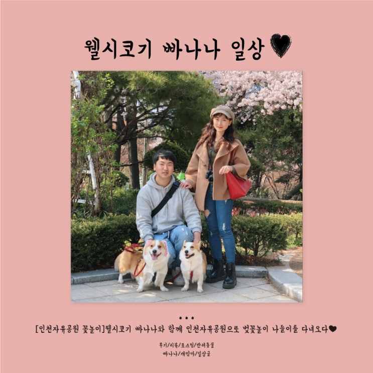  [인천 꽃놀이]웰시코기 빠나나와 함께 인천자유공원으로 벚꽃 나들이를 다녀오다