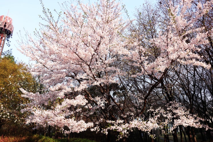 여의도 공원 벚꽃구경