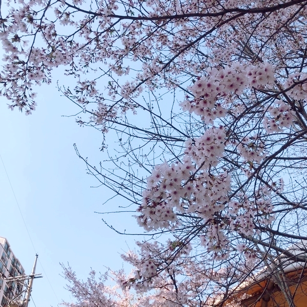  4월 일상 + 나도봄 , 소소접시, 다이브인브레드/ 그레이그램