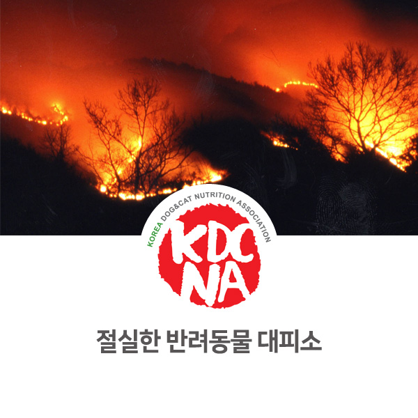  [반려동물 사건 사고] 강아지 고양이 전용 대피소 필요성_09