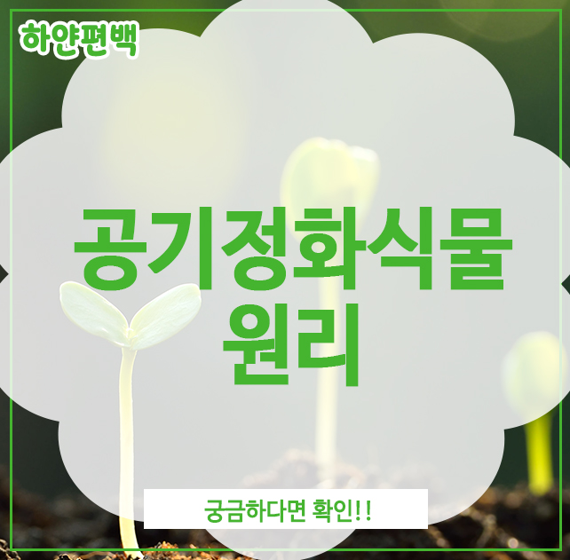  공기정화식물 원리, 궁금하다면 확인!!