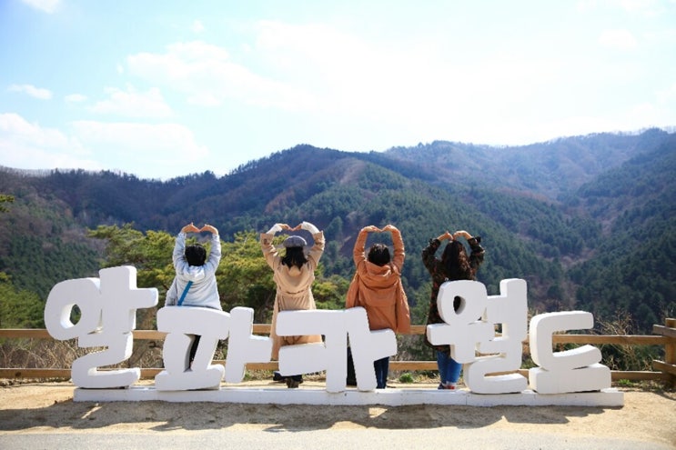  강원도 가볼만한곳 동물들의천국 홍천 알파카월드로 고~