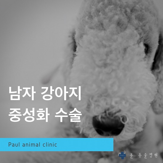 수컷 강아지 중성화 수술(최소절개) & 분당 24시 폴 동물병원(정자동)
